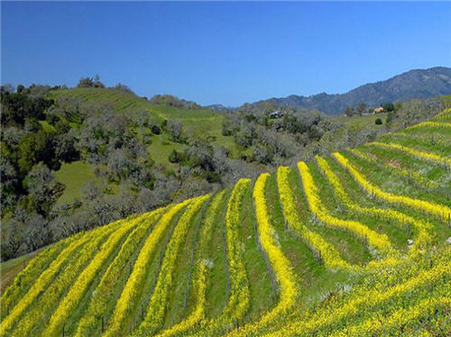 119-million-luxury-wine-country-estate-compound-glen-ellen-california-2