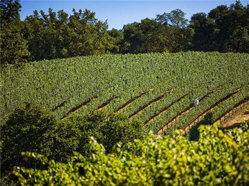 158-million-wine-country-living-in-santa-rosa-california-14