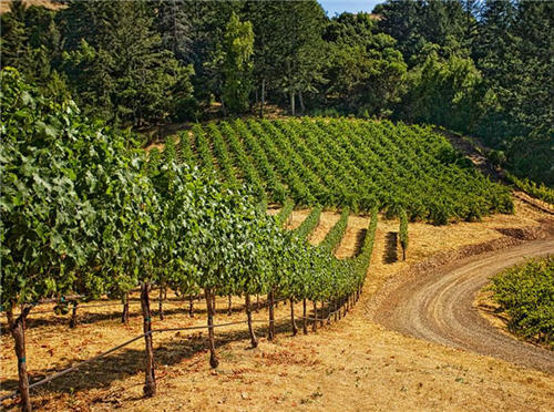 158-million-wine-country-living-in-santa-rosa-california-15