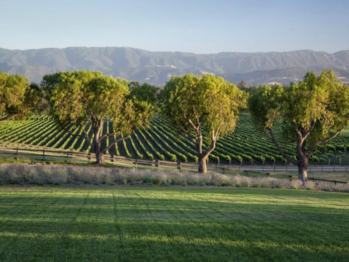 $19 Million Equestrian and Vineyard Estate in California 3