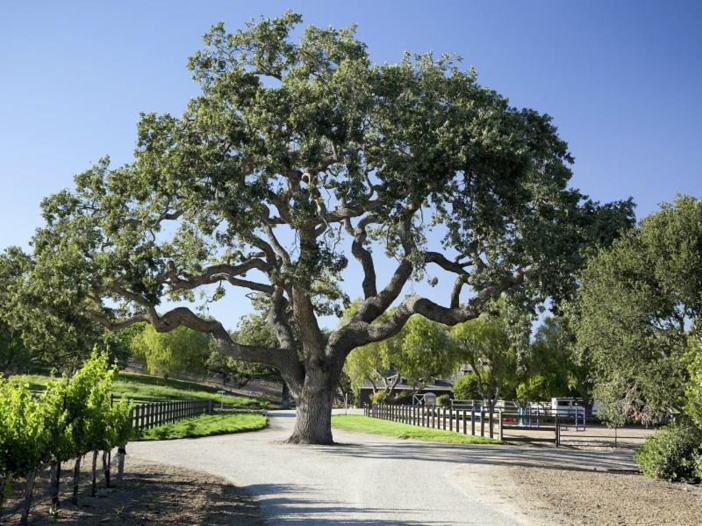 $19 Million Equestrian and Vineyard Estate in California 5