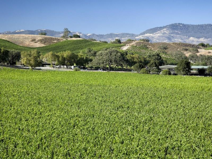 $19 Million Equestrian and Vineyard Estate in California 6